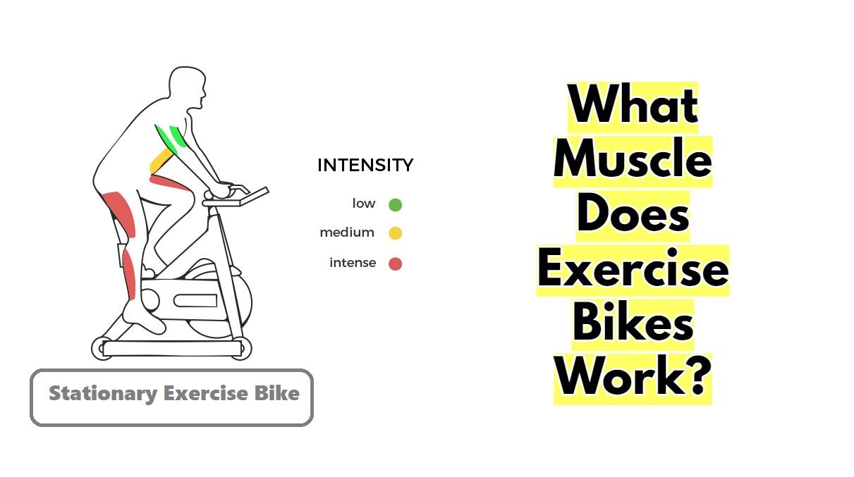 What Muscle Does Exercise Bikes Work?